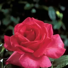 Rosier XXL® Korbilant - Rosiers à grandes fleurs