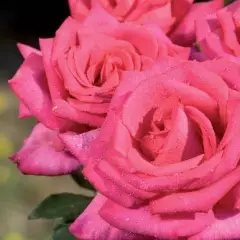 Rosier XXL® Korbilant - Rosiers à grandes fleurs