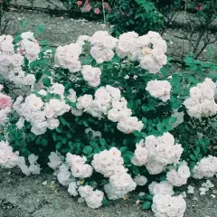 Rosier TIGE 100 cm Aspirin ® Taniripsa - Rosiers tiges et pleureurs