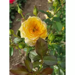 Rosier Mélissandre® Reuyolk - Rosiers à grandes fleurs