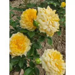 Rosier Mélissandre® Reuyolk - Rosiers à grandes fleurs