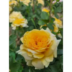 Rosier Mélissandre® Reuyolk - Rosiers à grandes fleurs