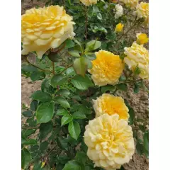 Rosier Mélissandre® Reuyolk - Rosiers à grandes fleurs
