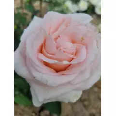 Rosier Eve de Rothschild® Lapdila - Rosiers à grandes fleurs