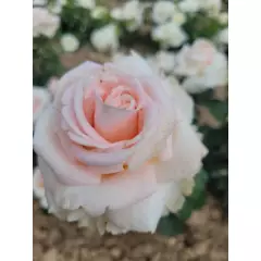 Rosier Eve de Rothschild® Lapdila - Rosiers à grandes fleurs
