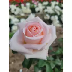 Rosier Eve de Rothschild® Lapdila - Rosiers à grandes fleurs