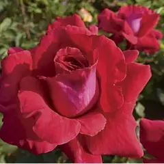 Rosier Azimut® Oralonbra - Rosiers grimpants