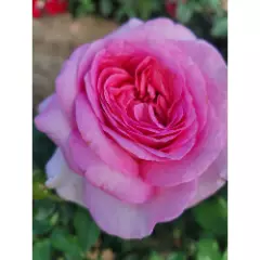 Rosier Madrigal® Oragidel - Rosiers à grandes fleurs