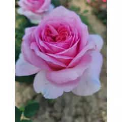 Rosier Madrigal® Oragidel - Rosiers à grandes fleurs