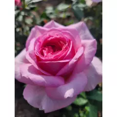 Rosier Madrigal® Oragidel - Rosiers à grandes fleurs