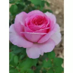 Rosier Madrigal® Oragidel - Rosiers à grandes fleurs