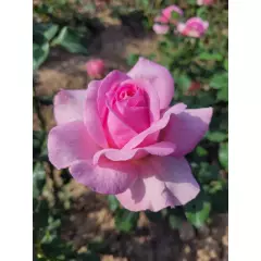 Rosier Madrigal® Oragidel - Rosiers à grandes fleurs