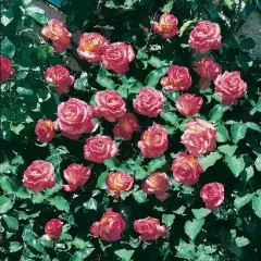 Rosier Roxane Gpt® Lapdalsar - Rosiers grimpants