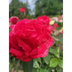 Rosier Laure Calamy® Fel 14013 - Rosiers à grandes fleurs