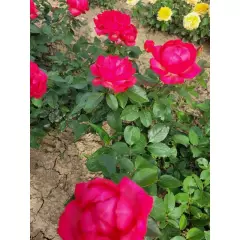 Rosier Laure Calamy® Fel 14013 - Rosiers à grandes fleurs