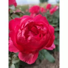 Rosier Laure Calamy® Fel 14013 - Rosiers à grandes fleurs