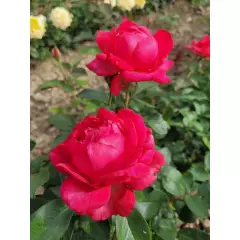Rosier Laure Calamy® Fel 14013 - Rosiers à grandes fleurs