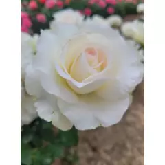 Rosier Niharika® Ora 72-09 - Rosiers à grandes fleurs