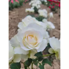 Rosier Niharika® Ora 72-09 - Rosiers à grandes fleurs