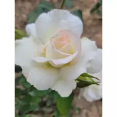 Rosier Niharika® Ora 72-09 - Rosiers à grandes fleurs