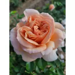 Rosier Nomzamo® Ludjealous - Rosiers à grandes fleurs