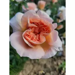 Rosier Nomzamo® Ludjealous - Rosiers à grandes fleurs