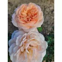 Rosier Nomzamo® Ludjealous - Rosiers à grandes fleurs