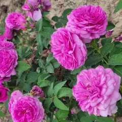 Rosier La pyramide Fernand Point® Orapriki - Rosiers arbustifs