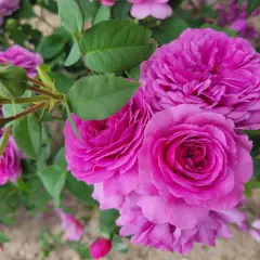 Rosier La pyramide Fernand Point® Orapriki - Rosiers arbustifs
