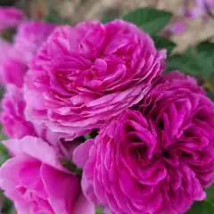 Rosier La pyramide Fernand Point® Orapriki - Rosiers arbustifs