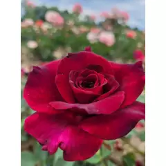 Rosier Black Perfumella® Meizhoro - Rosiers à grandes fleurs
