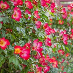 Rosier Cocktail® Meimick - Rosiers grimpants