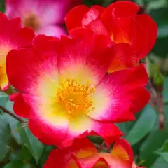 Rosier Cocktail® Meimick - Rosiers grimpants