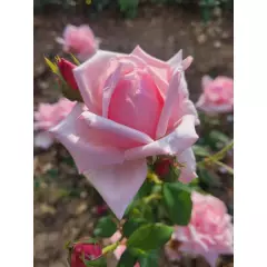 Rosier Général De VAULGRENANT - Rosiers à grandes fleurs