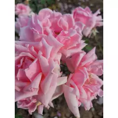 Rosier Général De VAULGRENANT - Rosiers à grandes fleurs