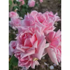 Rosier Général De VAULGRENANT - Rosiers à grandes fleurs