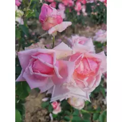 Rosier Général De VAULGRENANT - Rosiers à grandes fleurs