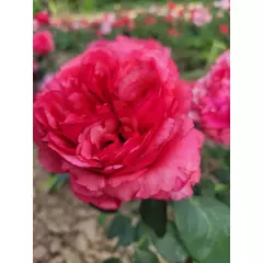 Rosier Audrey FLEUROT® Meicatess - Rosiers à grandes fleurs