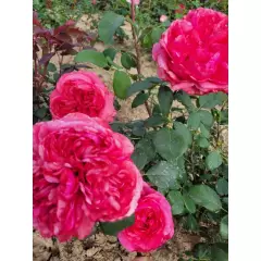 Rosier Audrey FLEUROT® Meicatess - Rosiers à grandes fleurs