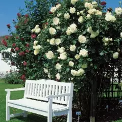 Rosier Valse Des Neiges® Tanrezlaw - Rosiers grimpants