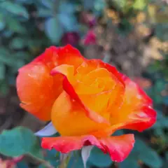 Rosier HENRYANE DE CHAPONAY® Ora 351 - Rosiers à grandes fleurs