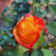 Rosier HENRYANE DE CHAPONAY® Ora 351 - Rosiers à grandes fleurs
