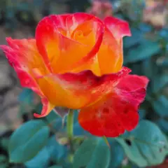 Rosier HENRYANE DE CHAPONAY® Ora 351 - Rosiers à grandes fleurs