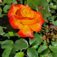 Rosier HENRYANE DE CHAPONAY® Ora 351 - Rosiers à grandes fleurs