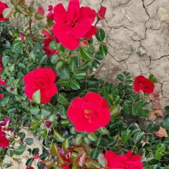 Rosier New VESUVIA® Noa 71680 - Décorosiers