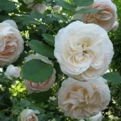 Rosier Palais Royal® Meiviowit - Rosiers grimpants