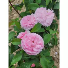 Rosier ANCIEN Jacques Cartier - Rosiers à grandes fleurs