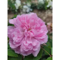 Rosier ANCIEN Jacques Cartier - Rosiers à grandes fleurs