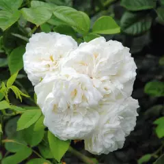 Rosier Long John Silver - Rosiers lianes (grimpants)