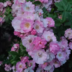 Rosier Merveille - Rosiers lianes (grimpants)